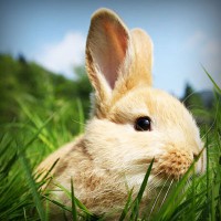 /album/sublaydeni/photolia-a03-jpg/